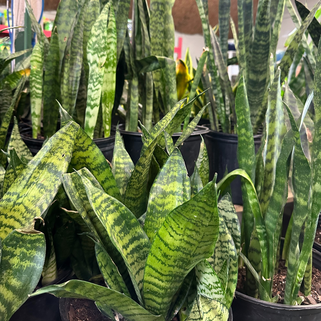 Four Health-Boosting Indoor Plants that can Transform Your Home