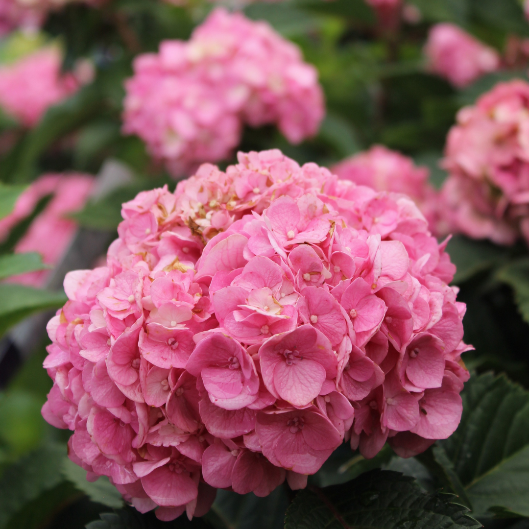 Mother's Day Gift Guide: Picking the Perfect Plant.