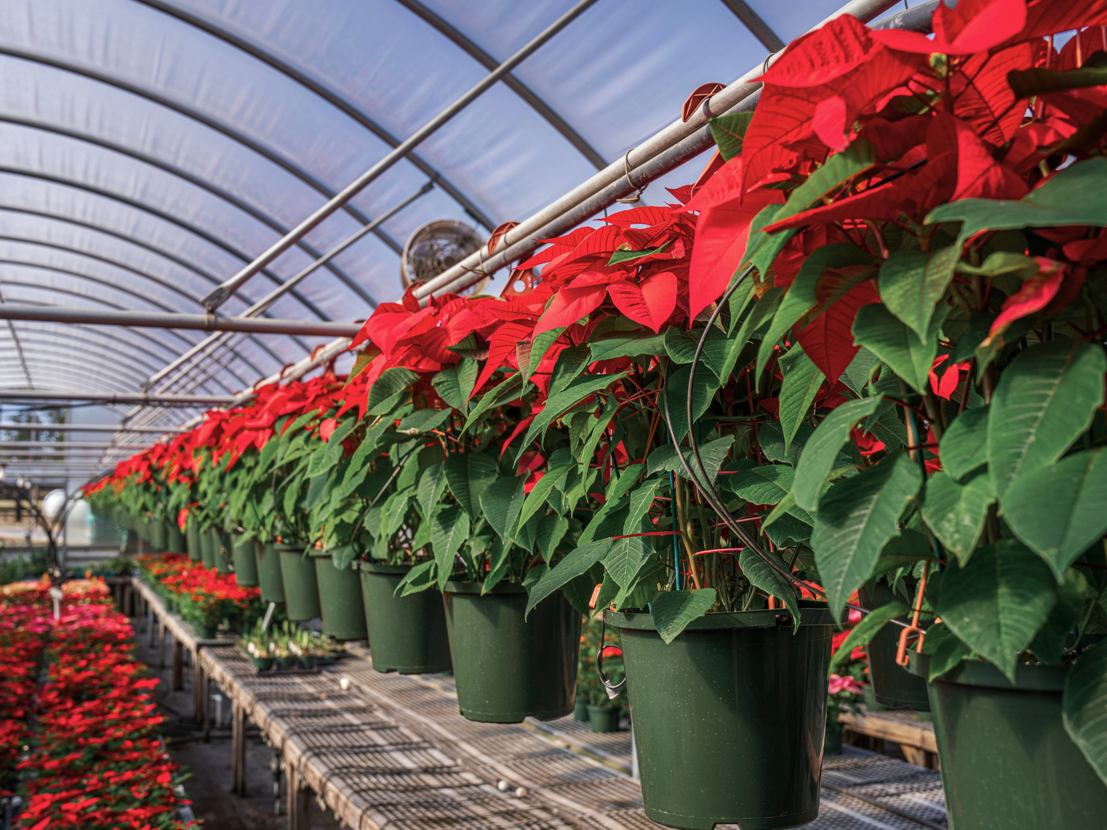 How to Replant Poinsettias After the Holidays