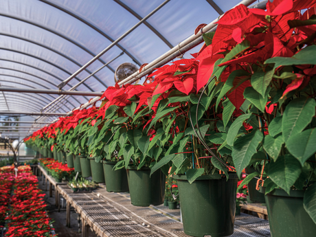 How to Replant Poinsettias After the Holidays