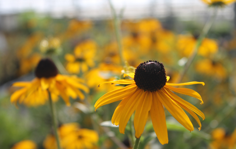 Top 5 Low Maintenance Plants for Your Home and Garden