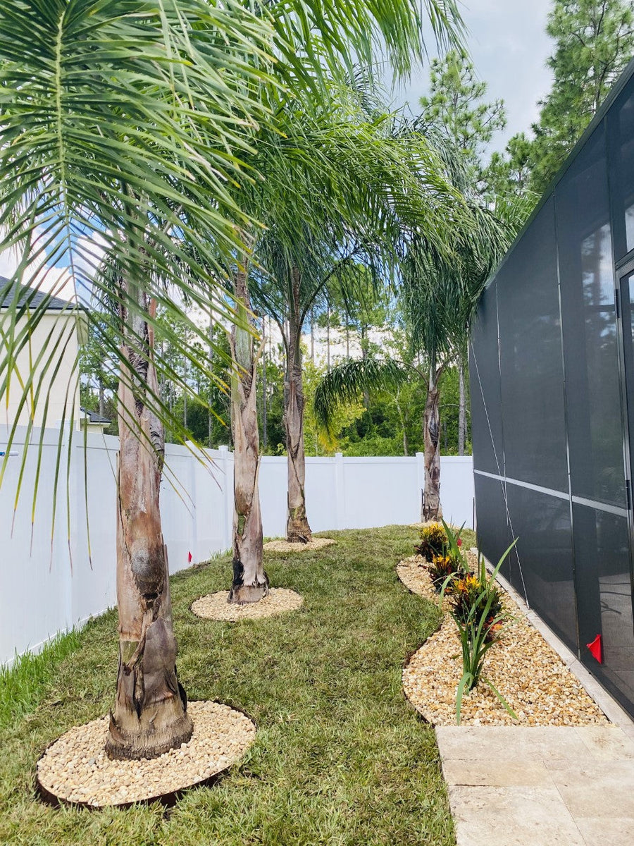 Palm Trees  Liberty Landscape Supply