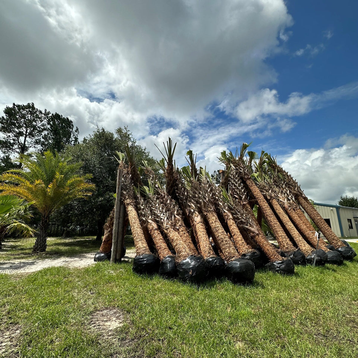 Cabbage Palm – Liberty Landscape Supply