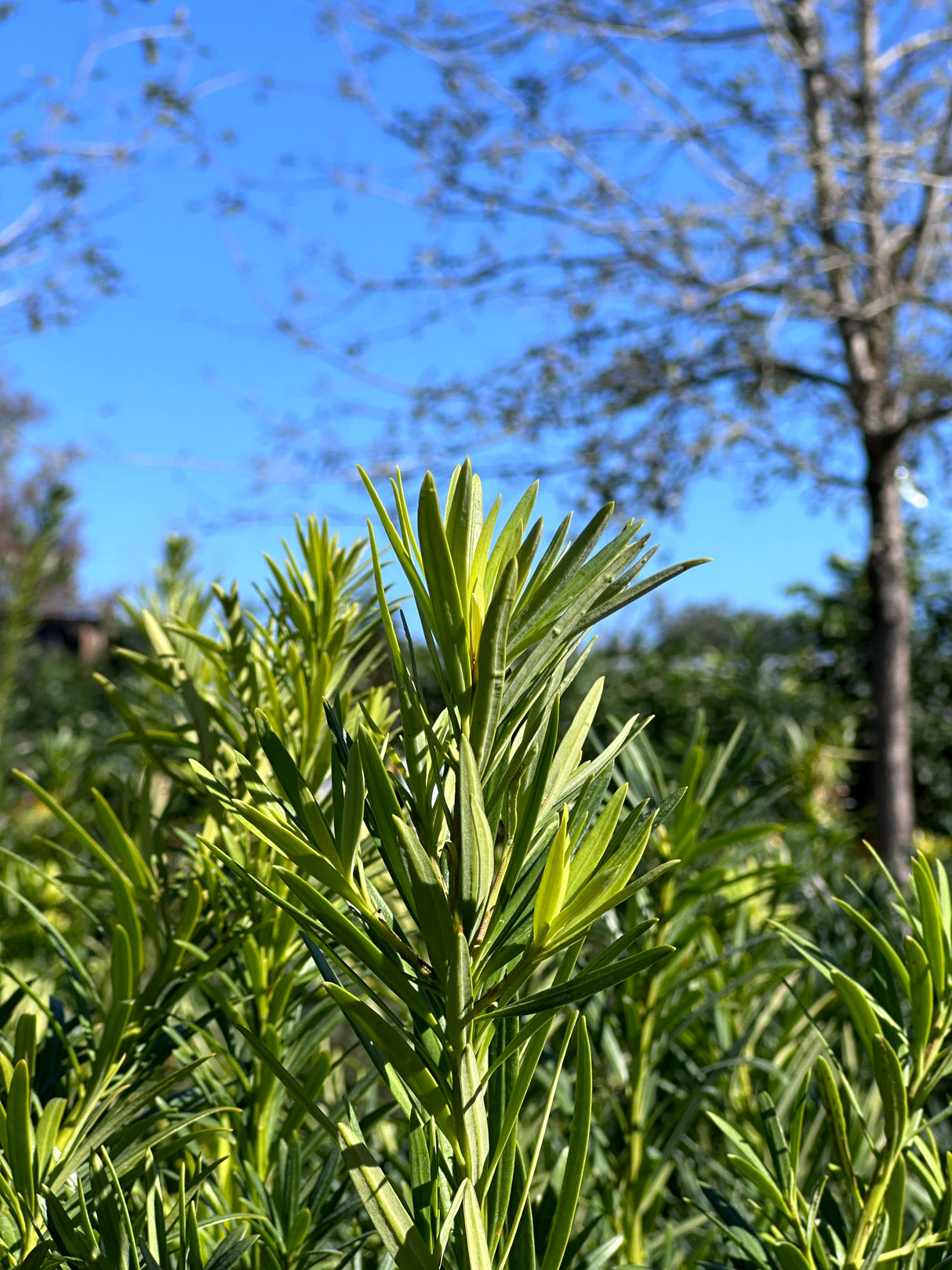 Podocarpus