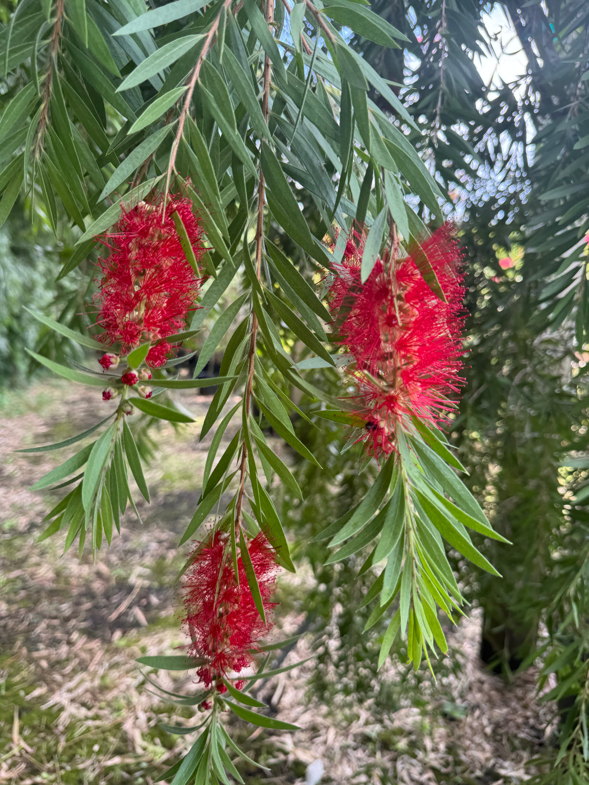 Weeping Bottlebrush