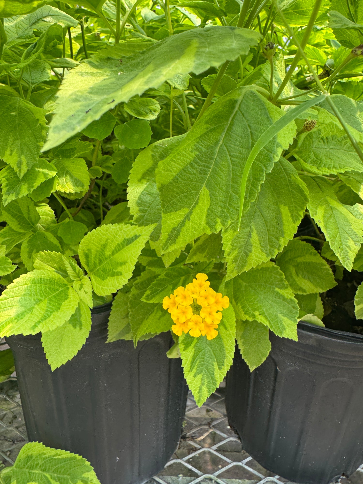 Yellow flowers among variegated green leaves