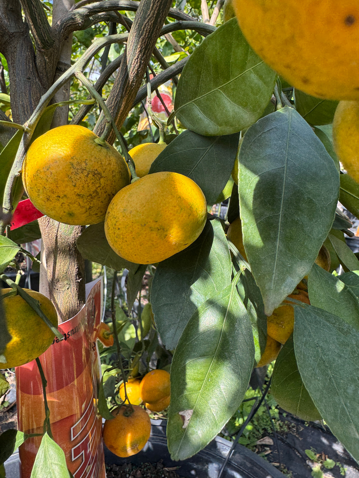 Citrus Cocktail Tree