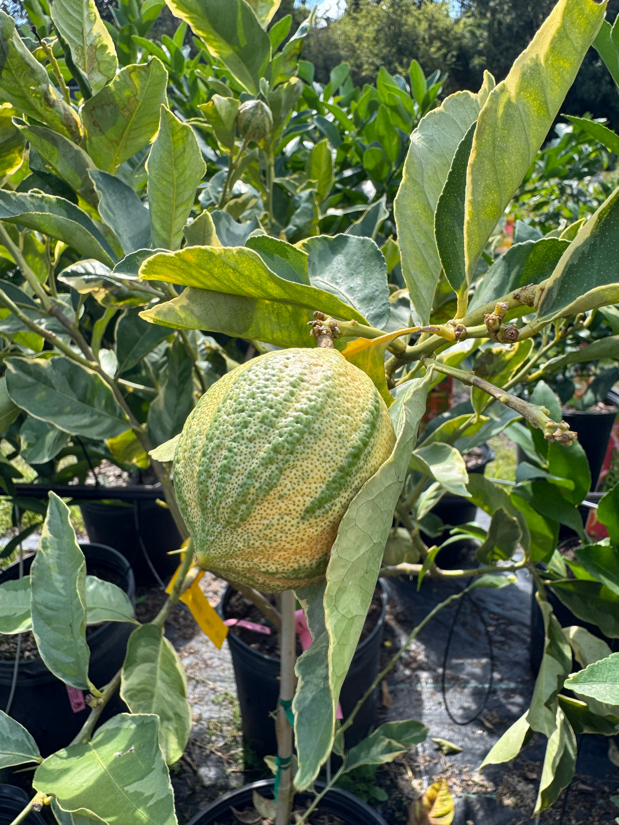 Citrus Cocktail Bush