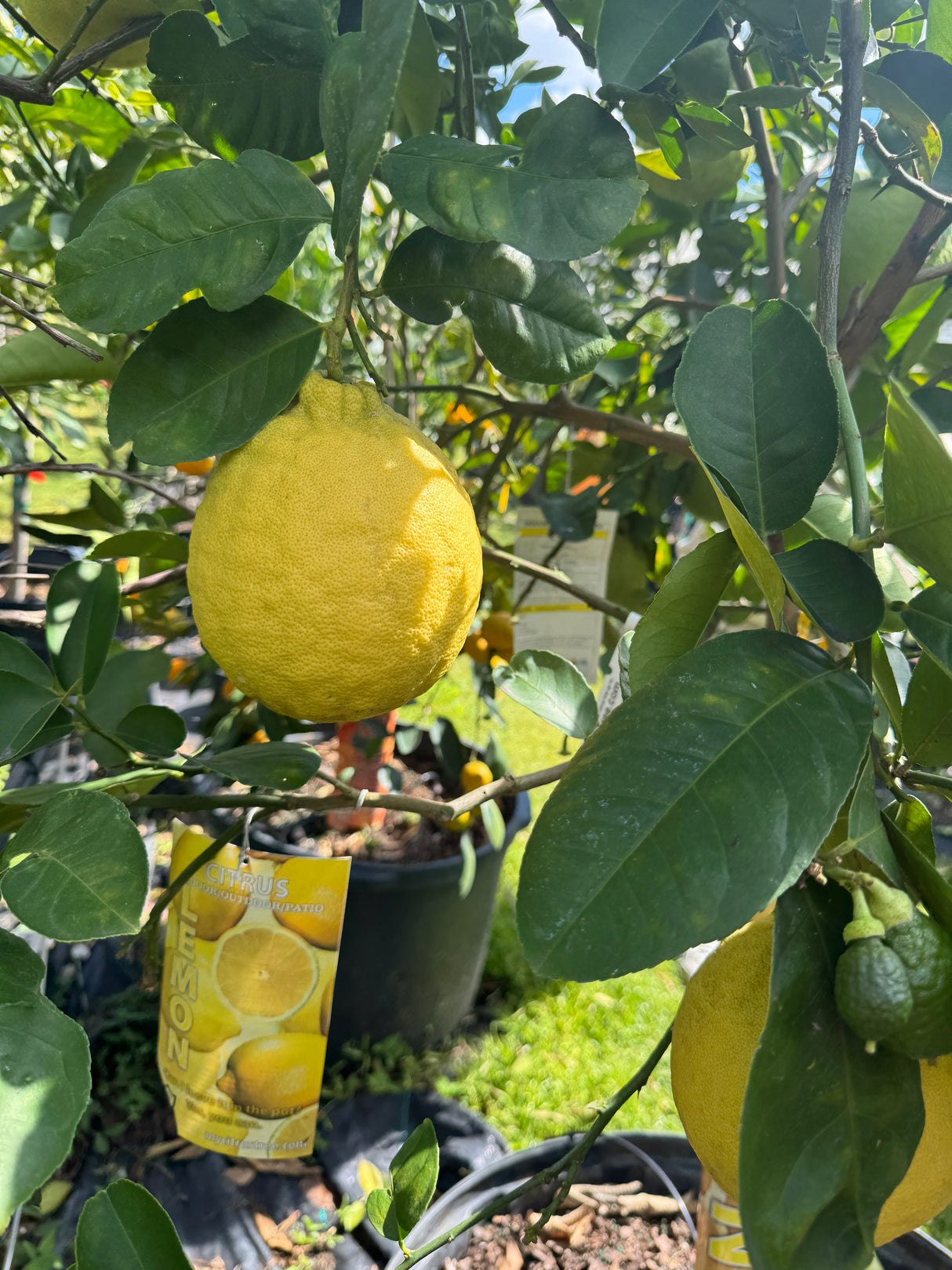 Citrus Tree (All Varieties)
