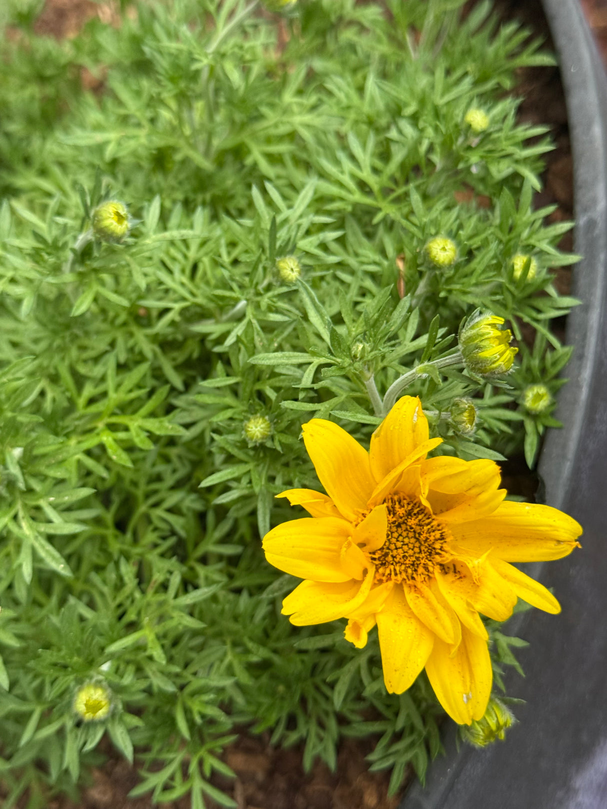 Bidens