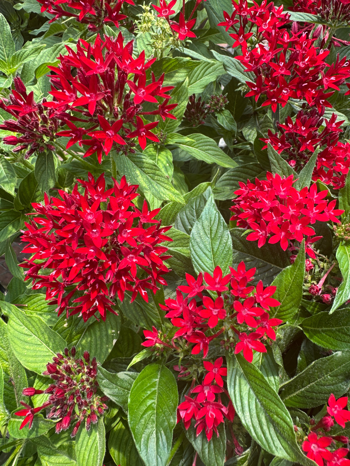 Pentas