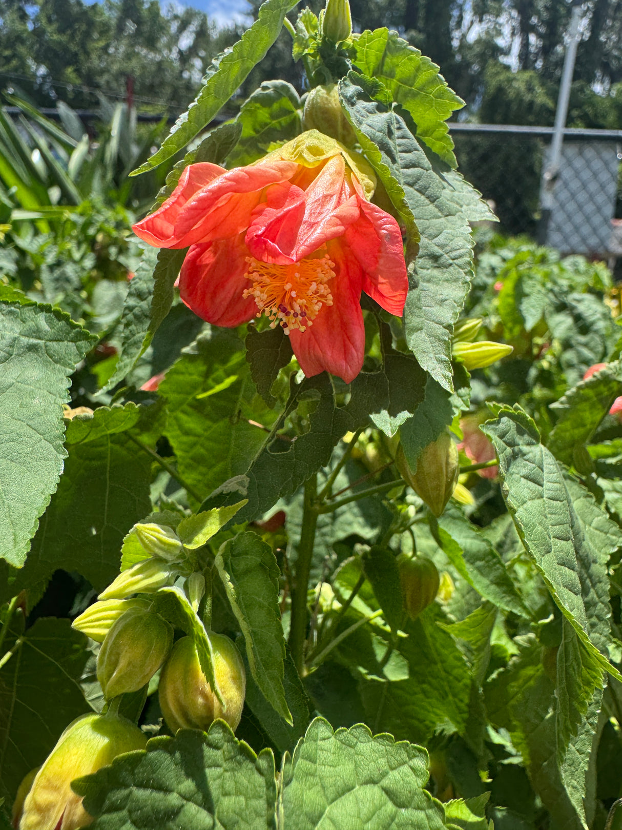 Abutilon Bush