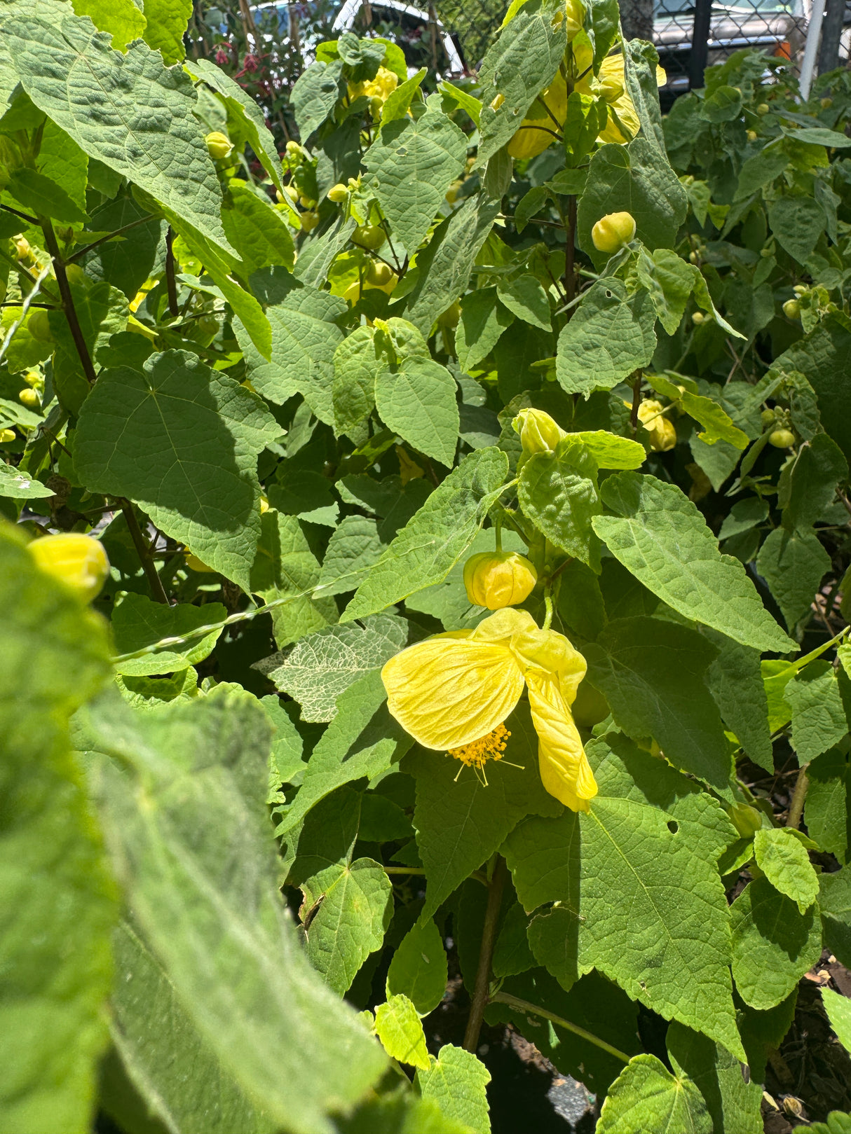 Abutilon Bush