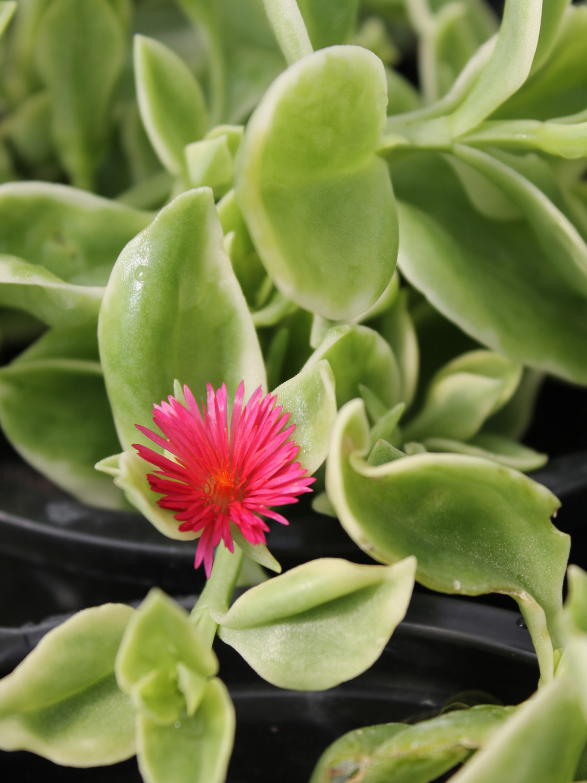 Aptenia Sunrose