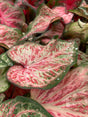 Caladium