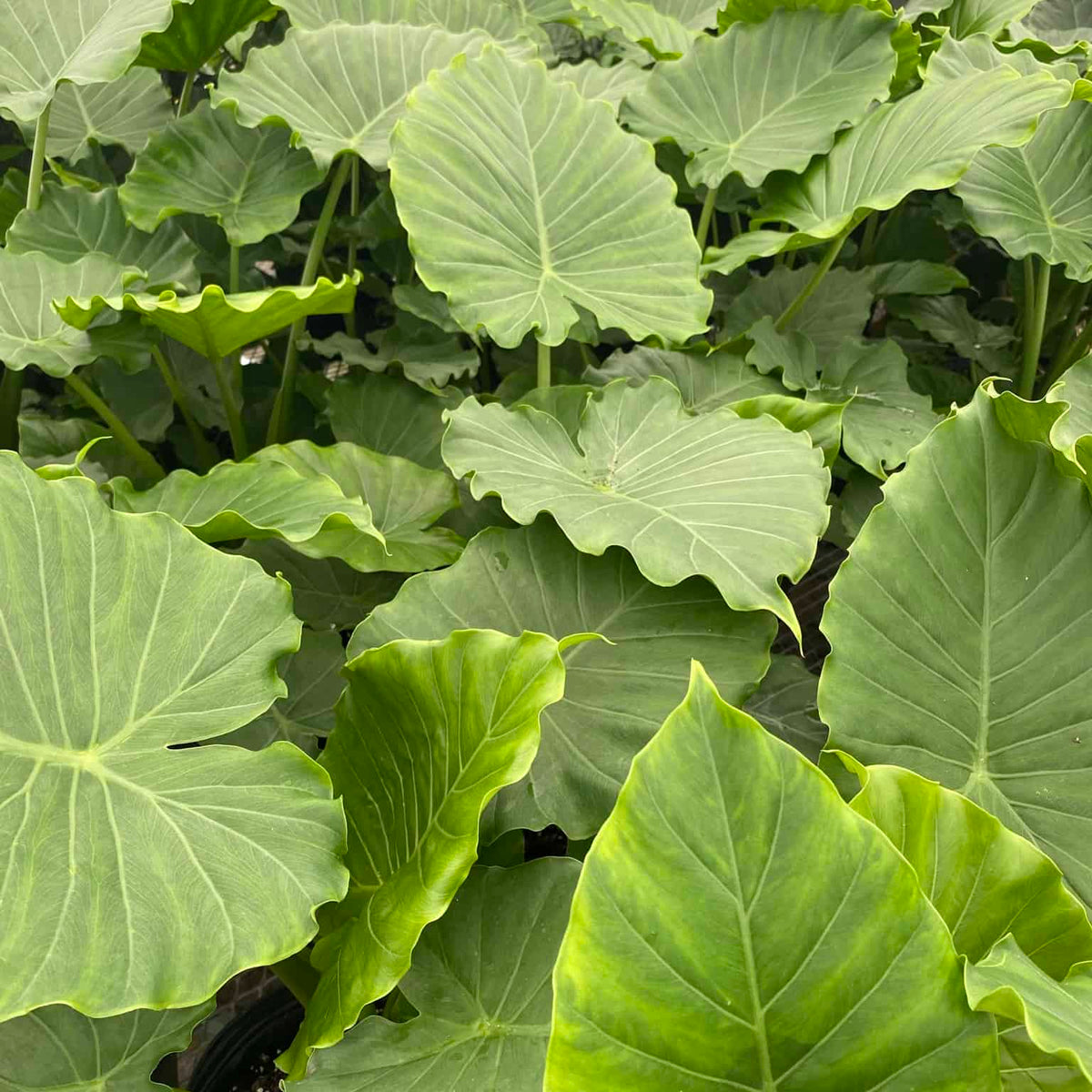 Alocasia Elephant Ear – Liberty Landscape Supply