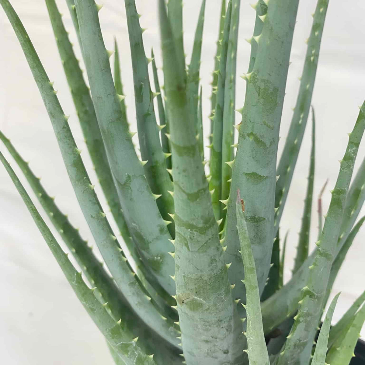 Aloe Vera – Liberty Landscape Supply