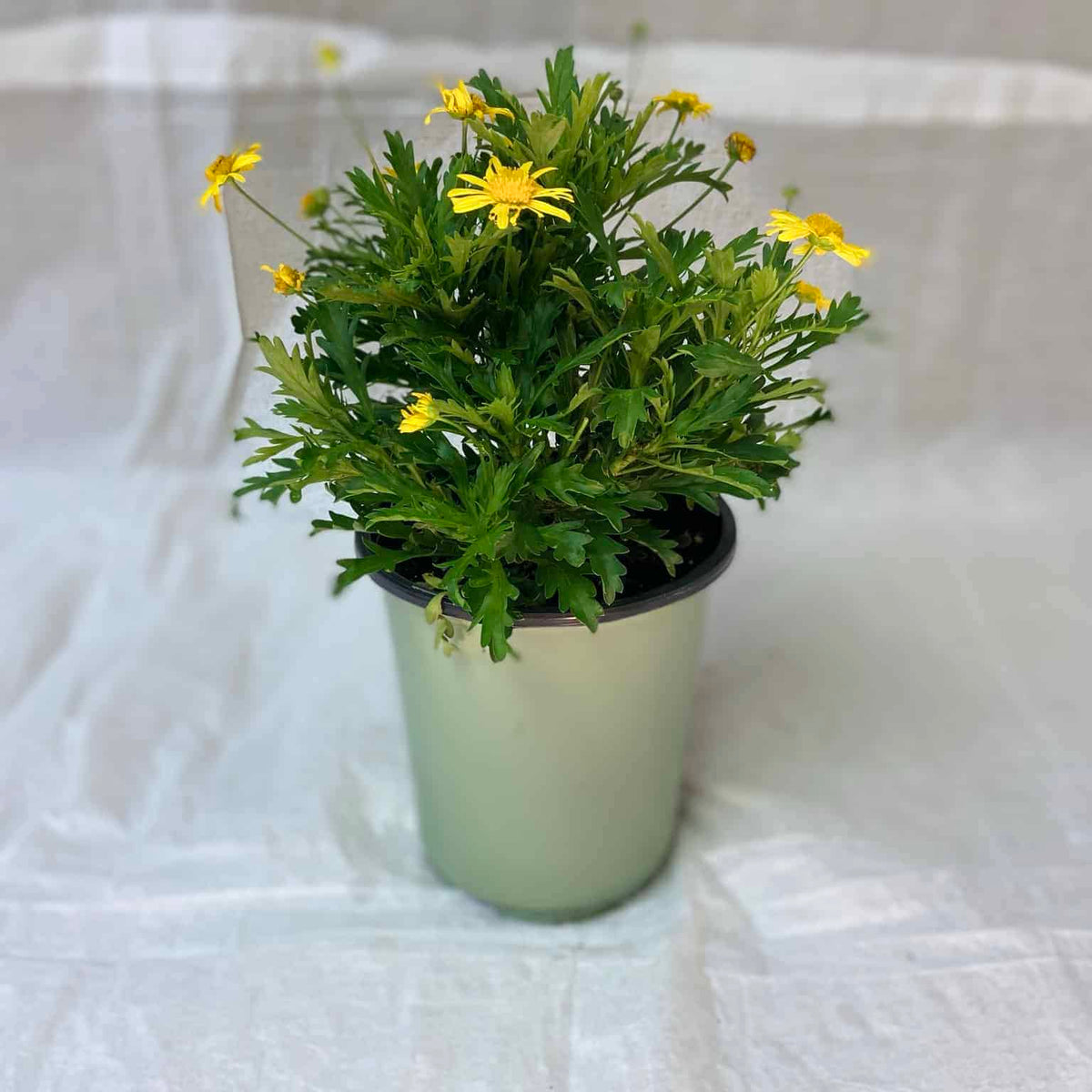 Bush Daisy – Liberty Landscape Supply
