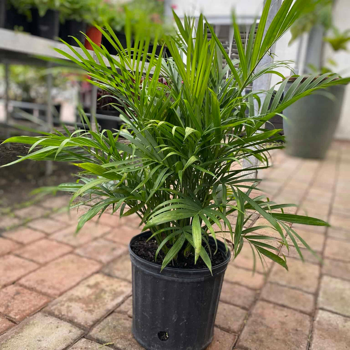 cat palm fruit Cataractarum Palm – Liberty Landscape Supply