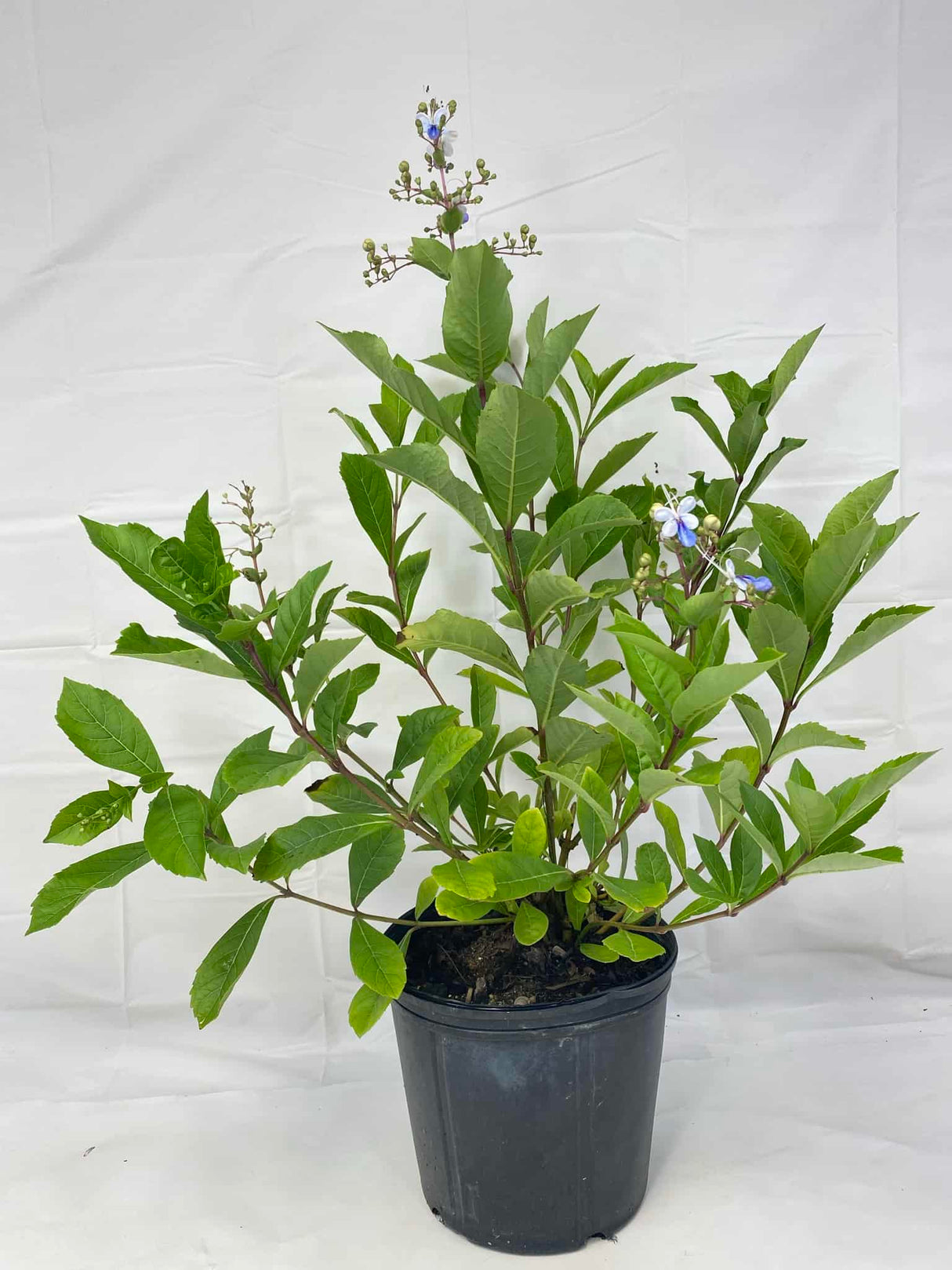 Clerodendrum Blue Butterfly