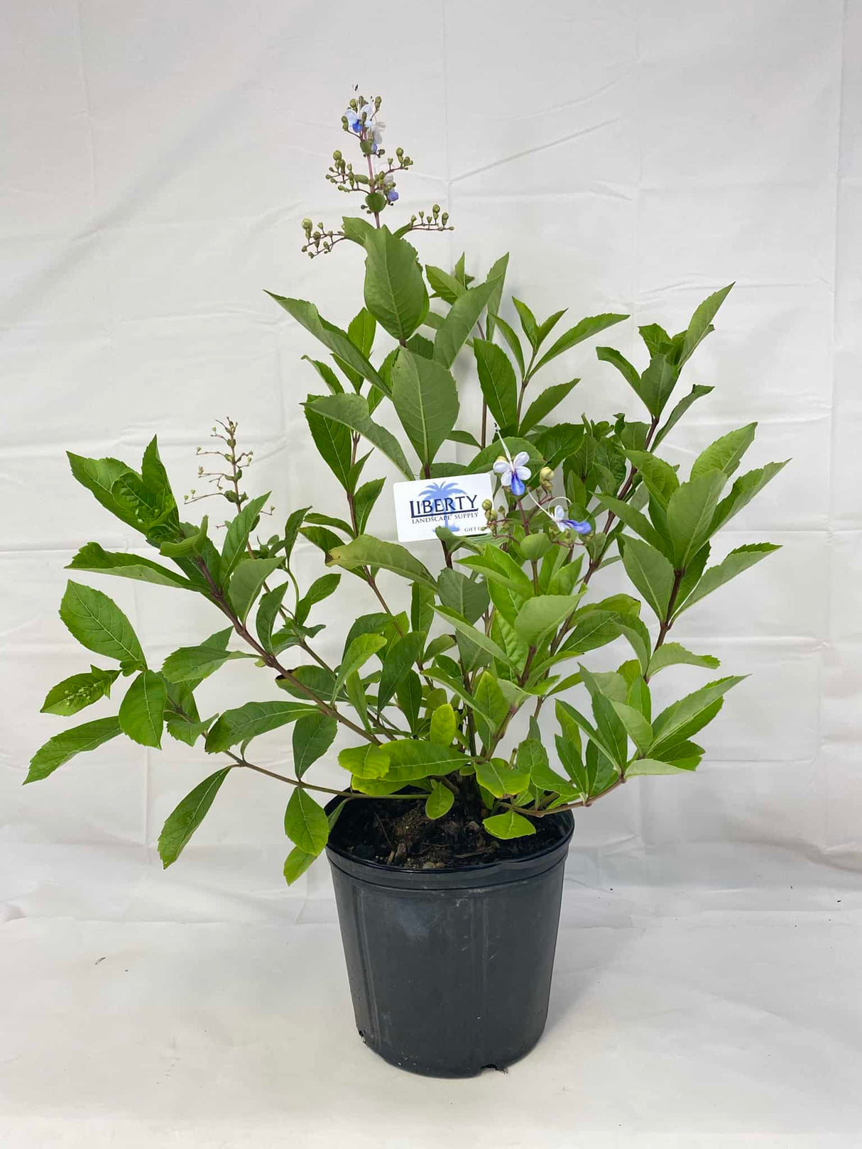 Clerodendrum Blue Butterfly