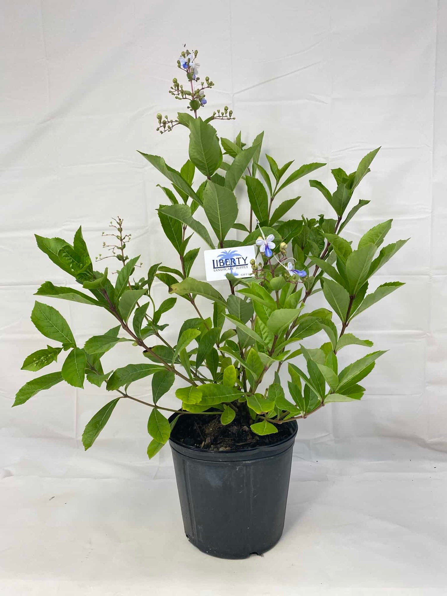 Clerodendrum Blue Butterfly