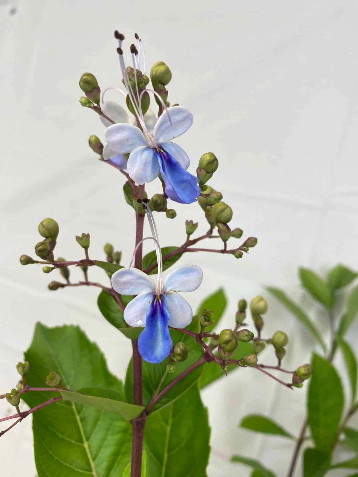 Clerodendrum Blue Butterfly