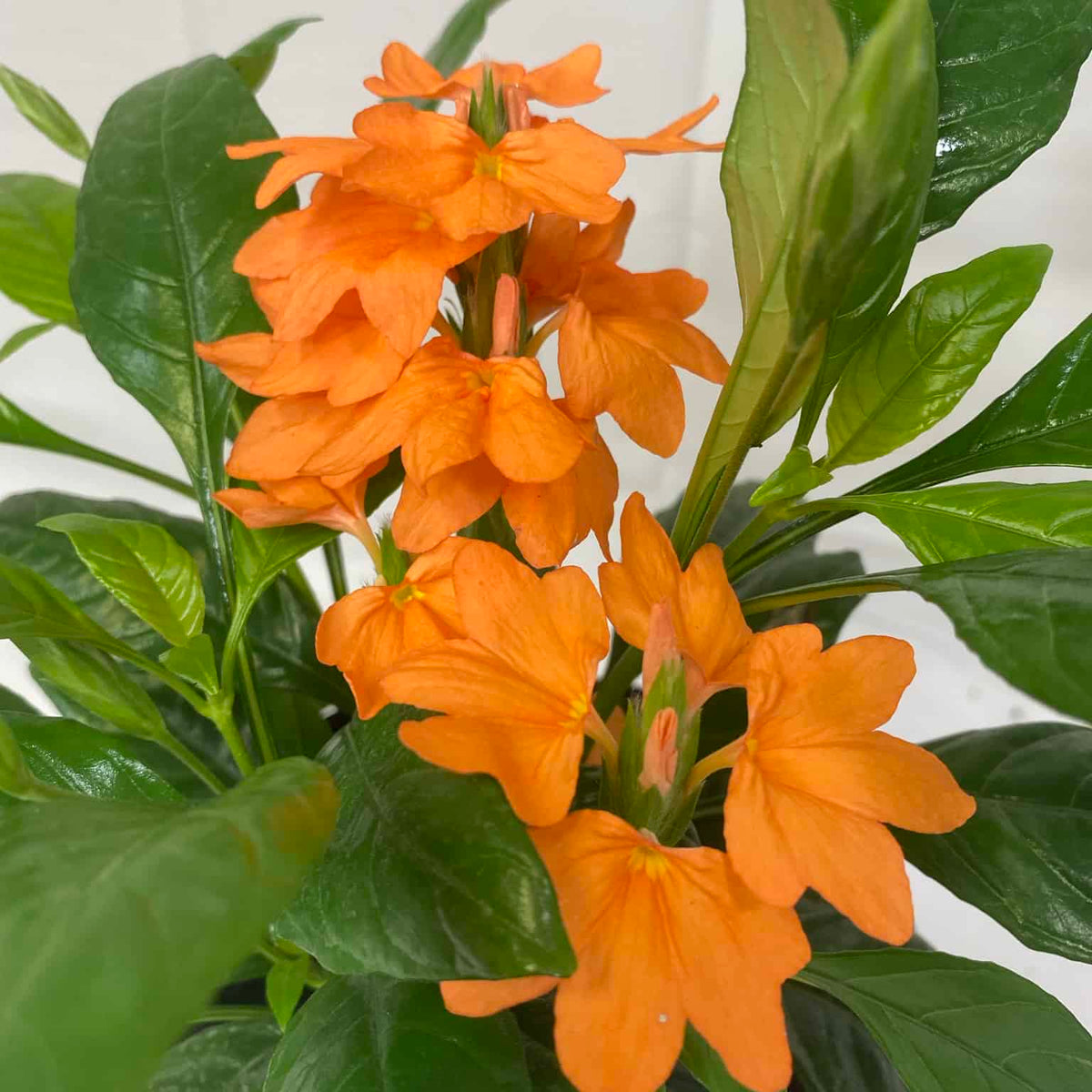 best fertilizer for crossandra plant Crossandra – Liberty Landscape Supply