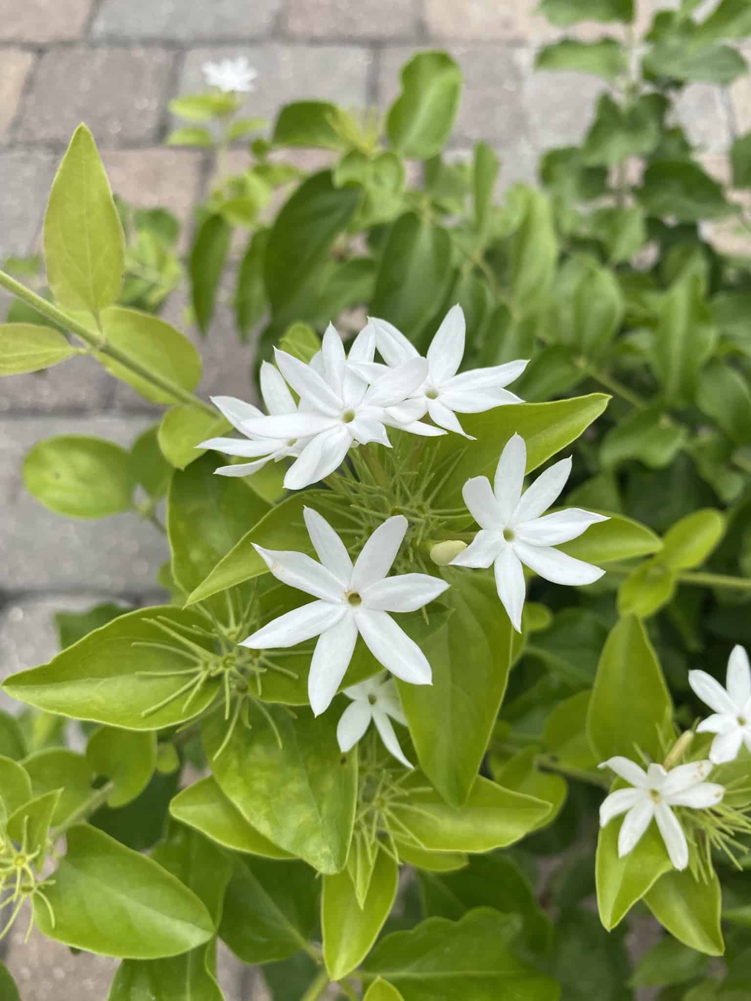 Jasmine Downy 3# – Liberty Landscape Supply