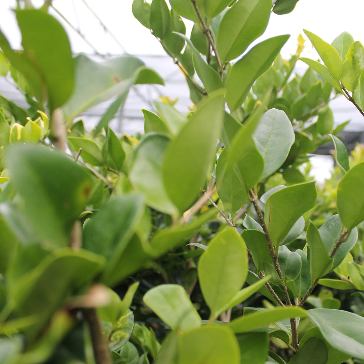 Ligustrum Japonicum – Liberty Landscape Supply