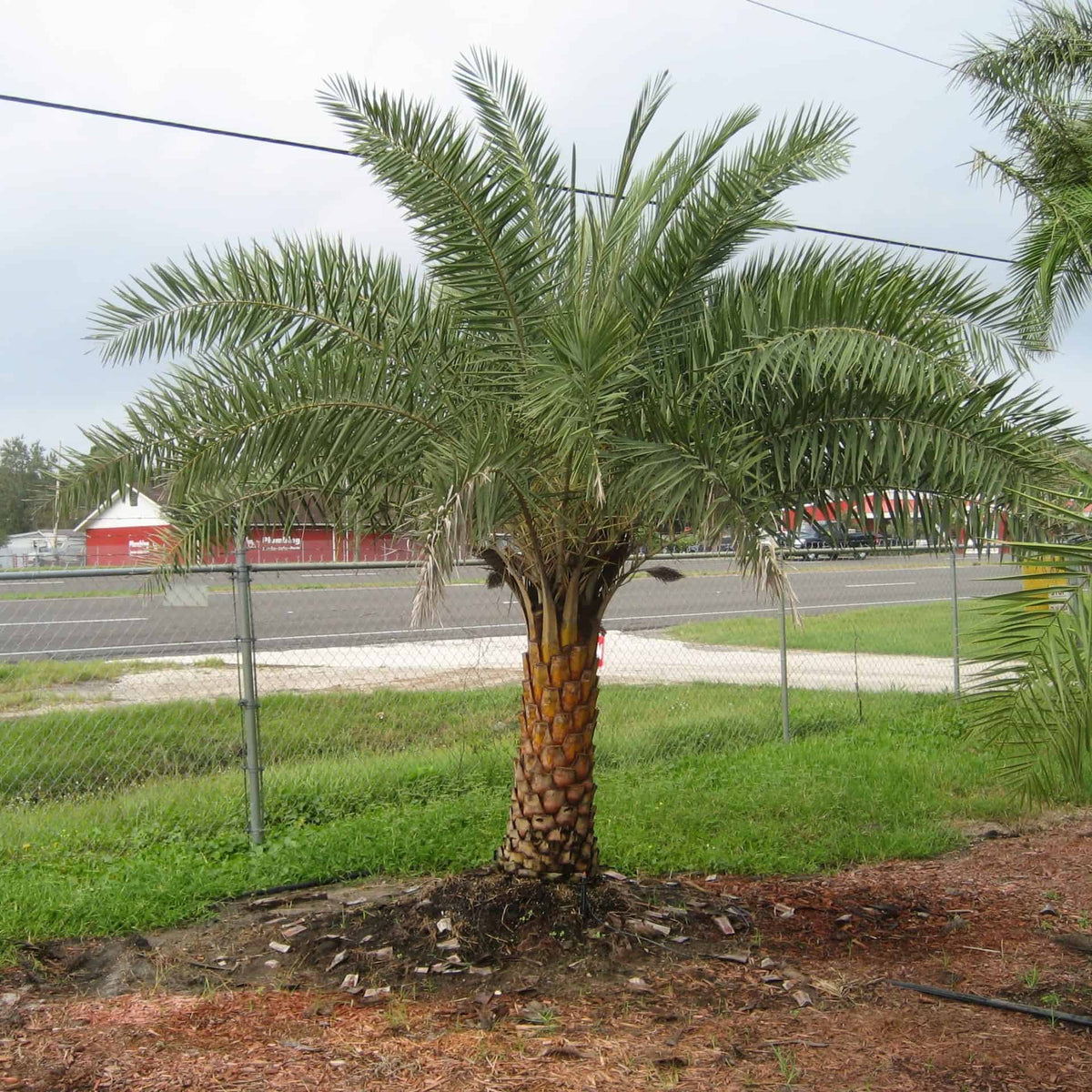 planting sylvester palm tree Sylvester Date Palm – Liberty Landscape Supply
