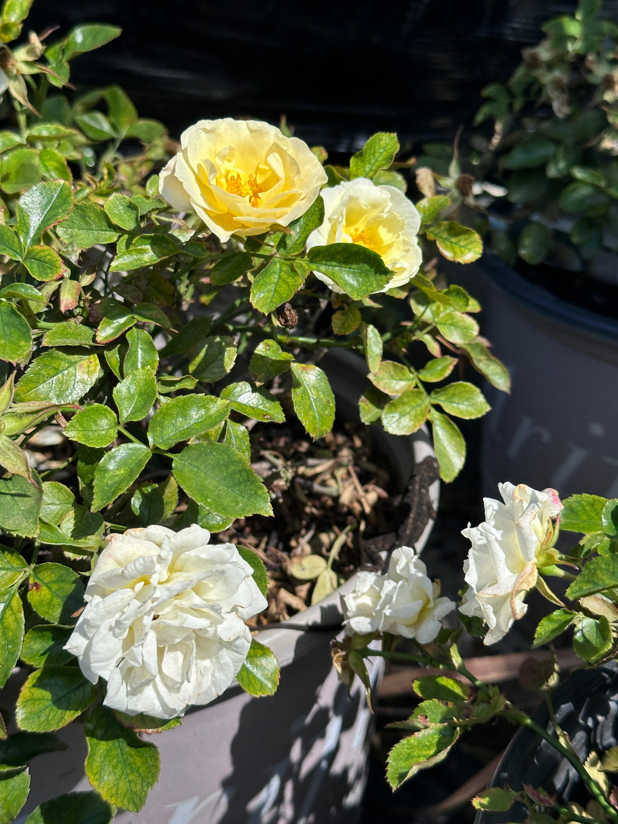 Rose