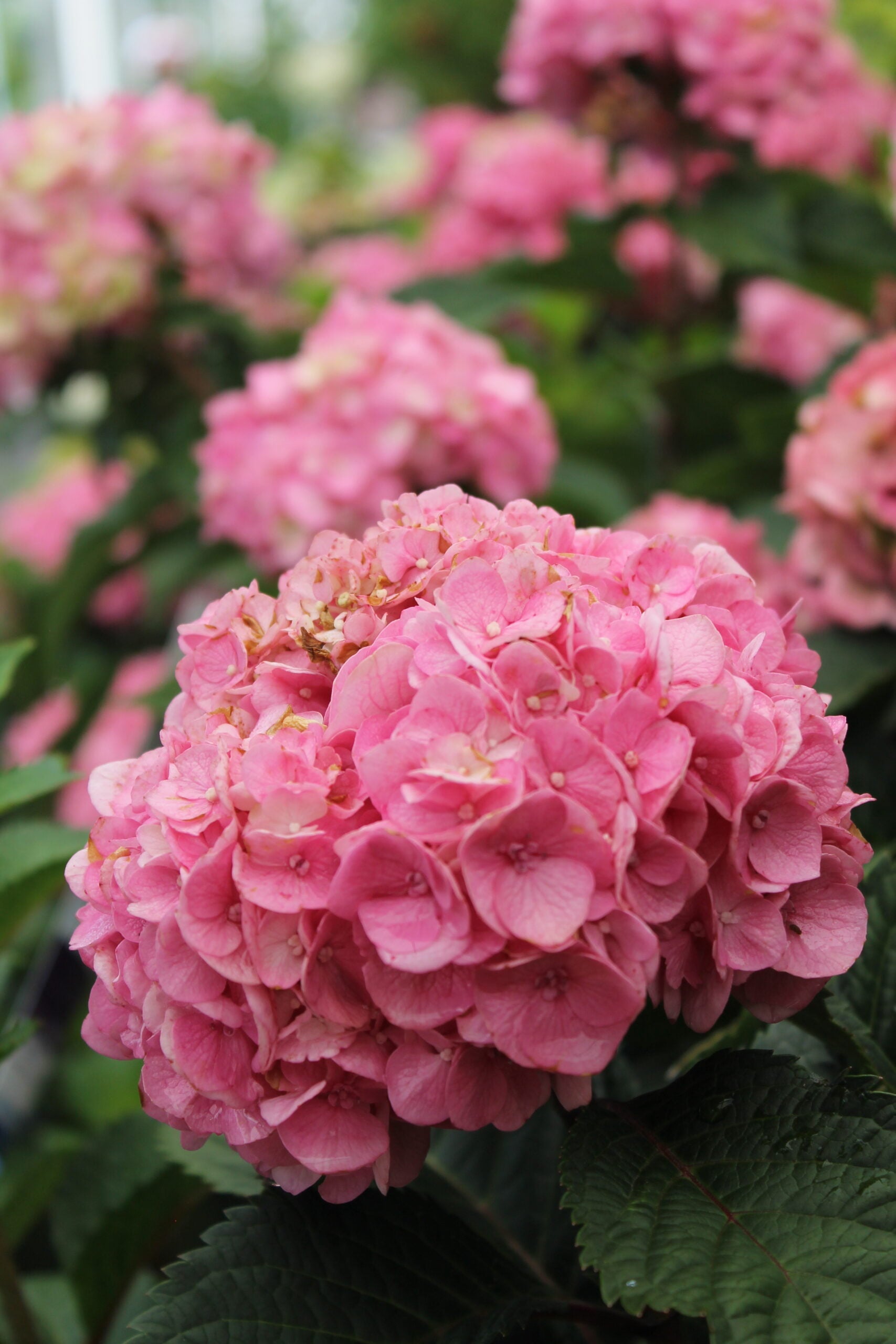 【Hydrangea】 Endless Summer Twist-N-Shout Hydrangea | Garden Goods Direct
