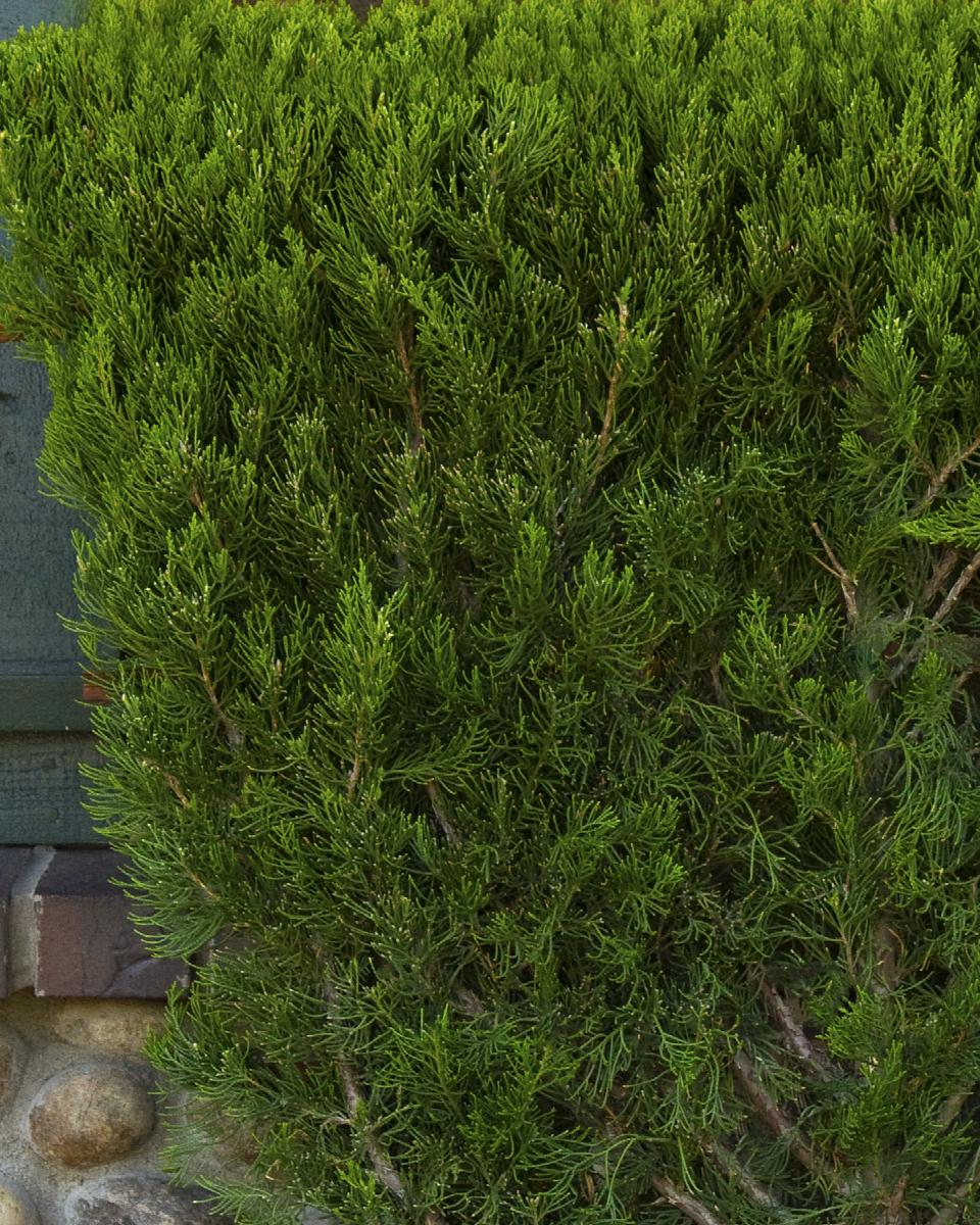 Juniper Torulosa by Monrovia