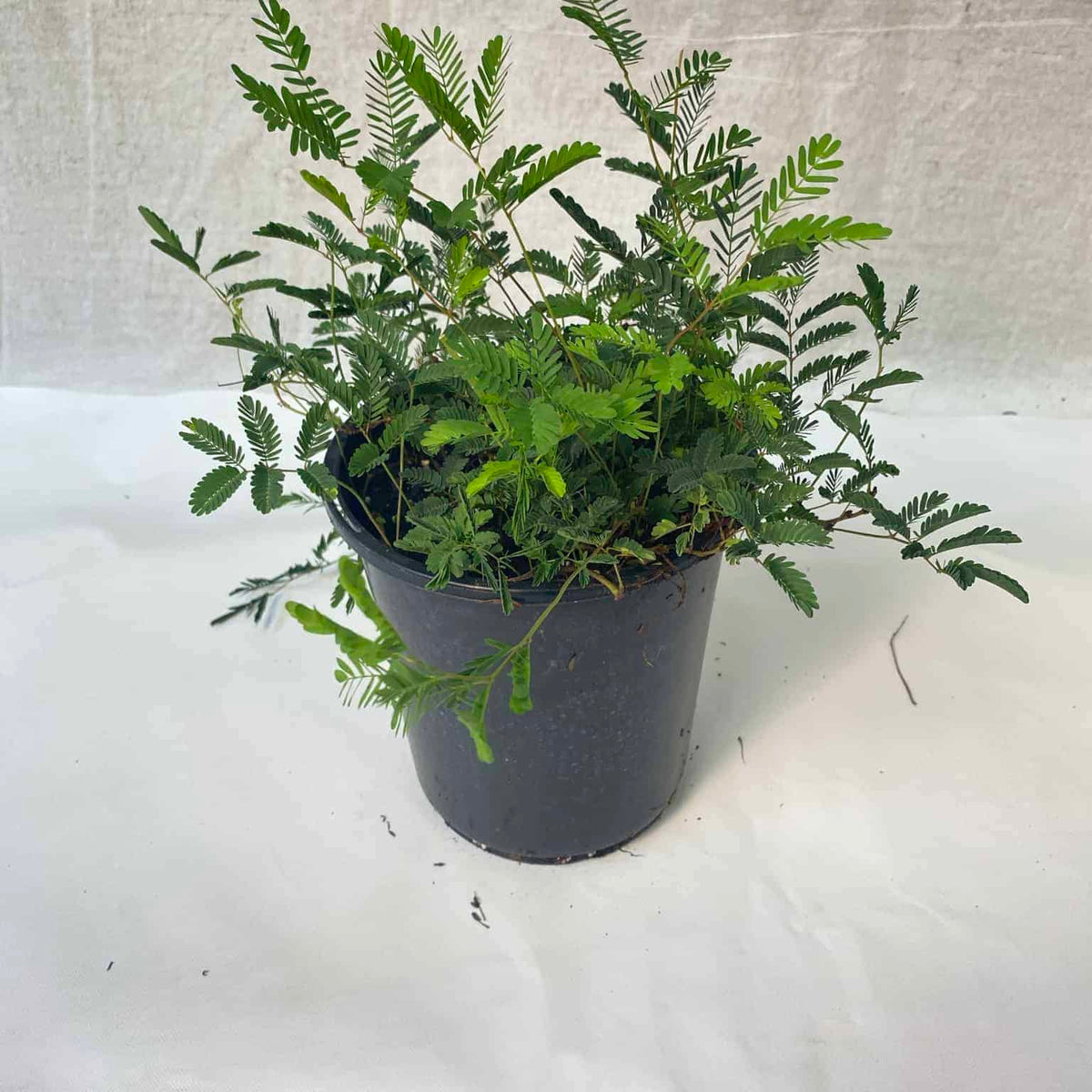 small potted plants near me Sunshine Mimosa – Liberty Landscape Supply