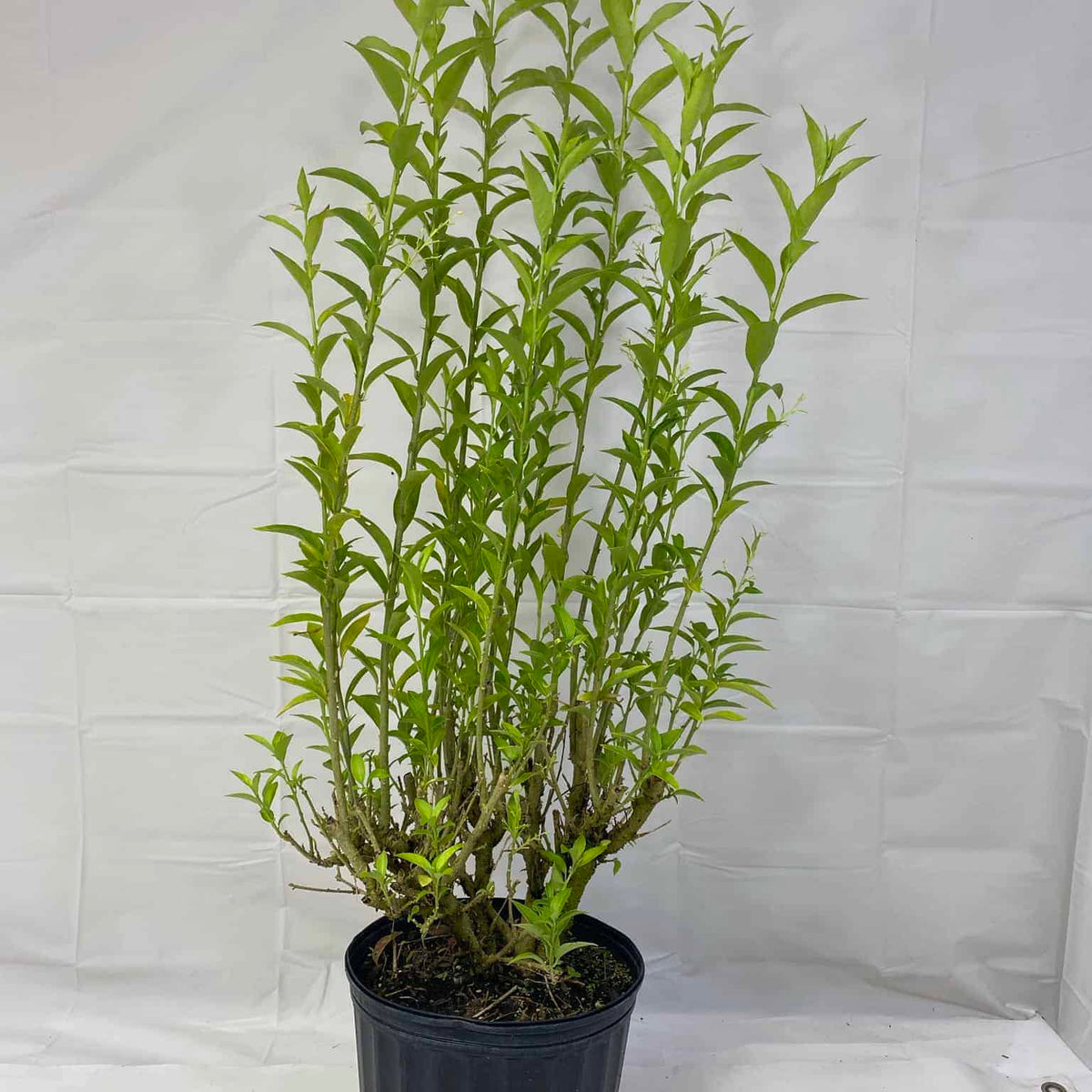 night blooming jasmine indoor plant Night Blooming Jasmine – Liberty Landscape Supply