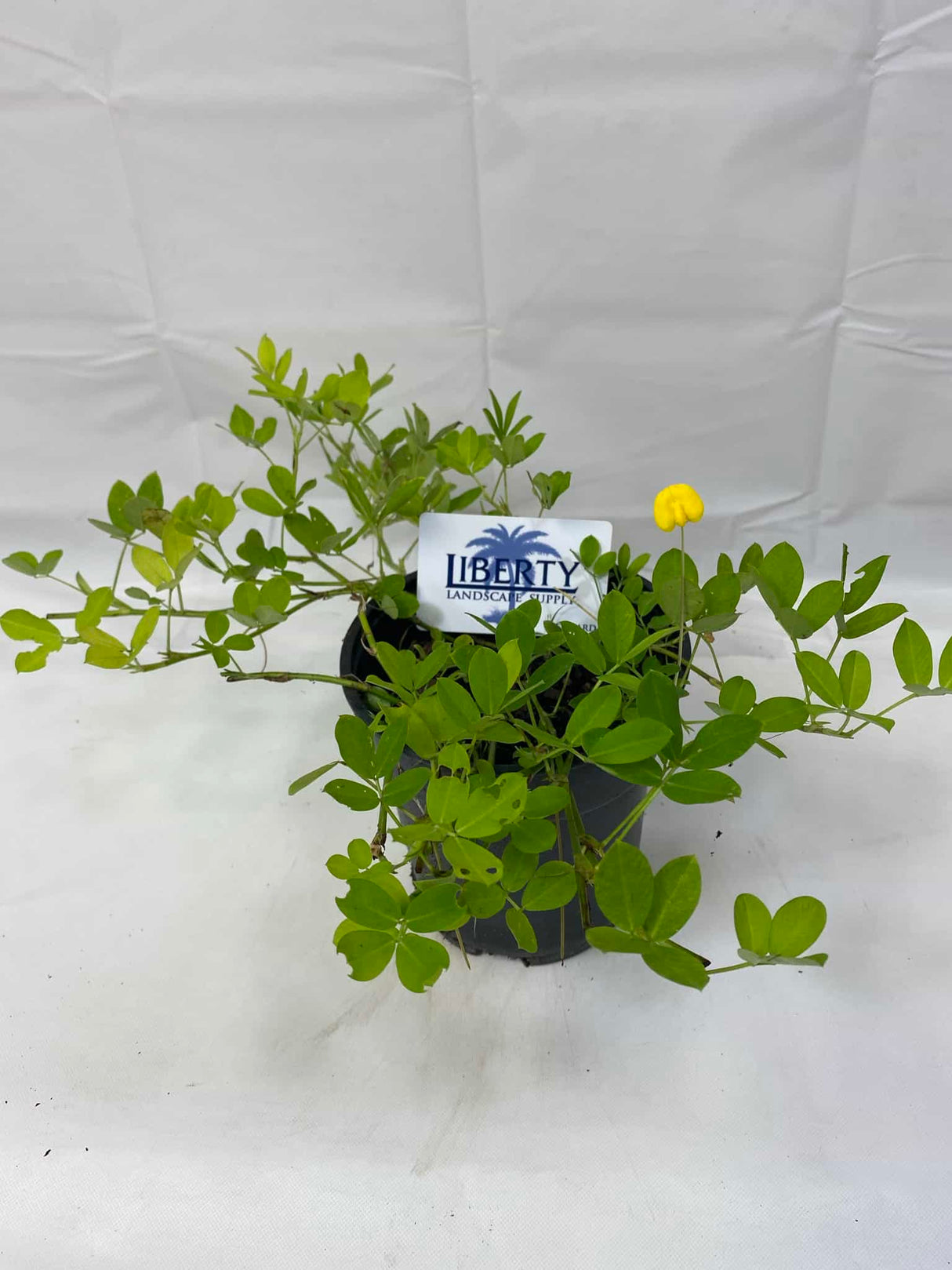 Perennial Peanut