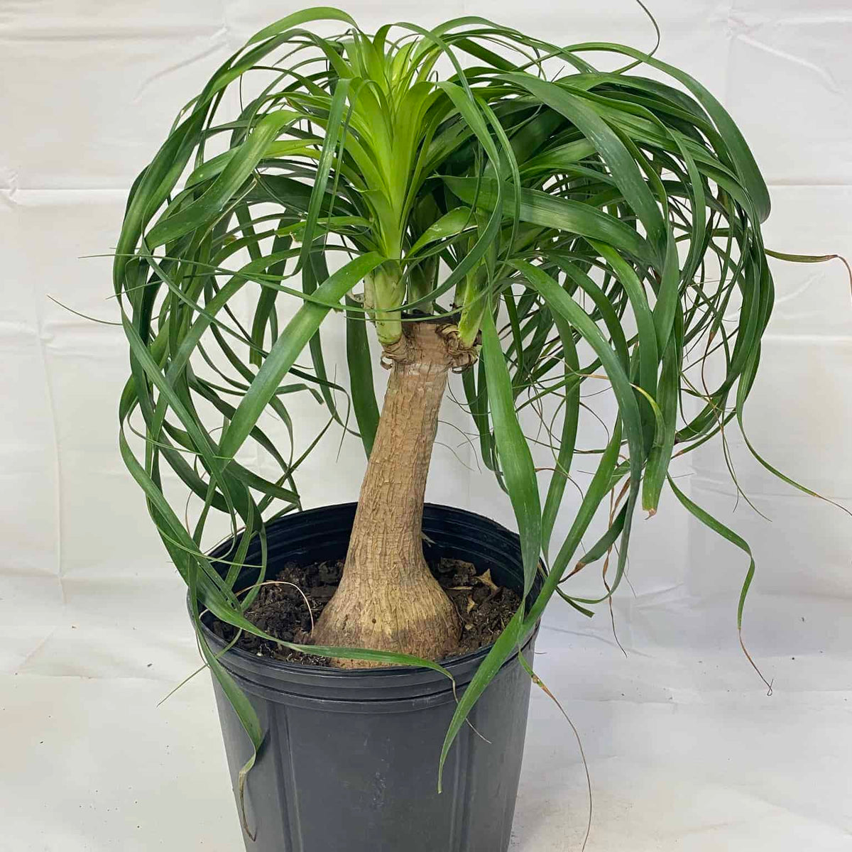 Ponytail Palm – Liberty Landscape Supply