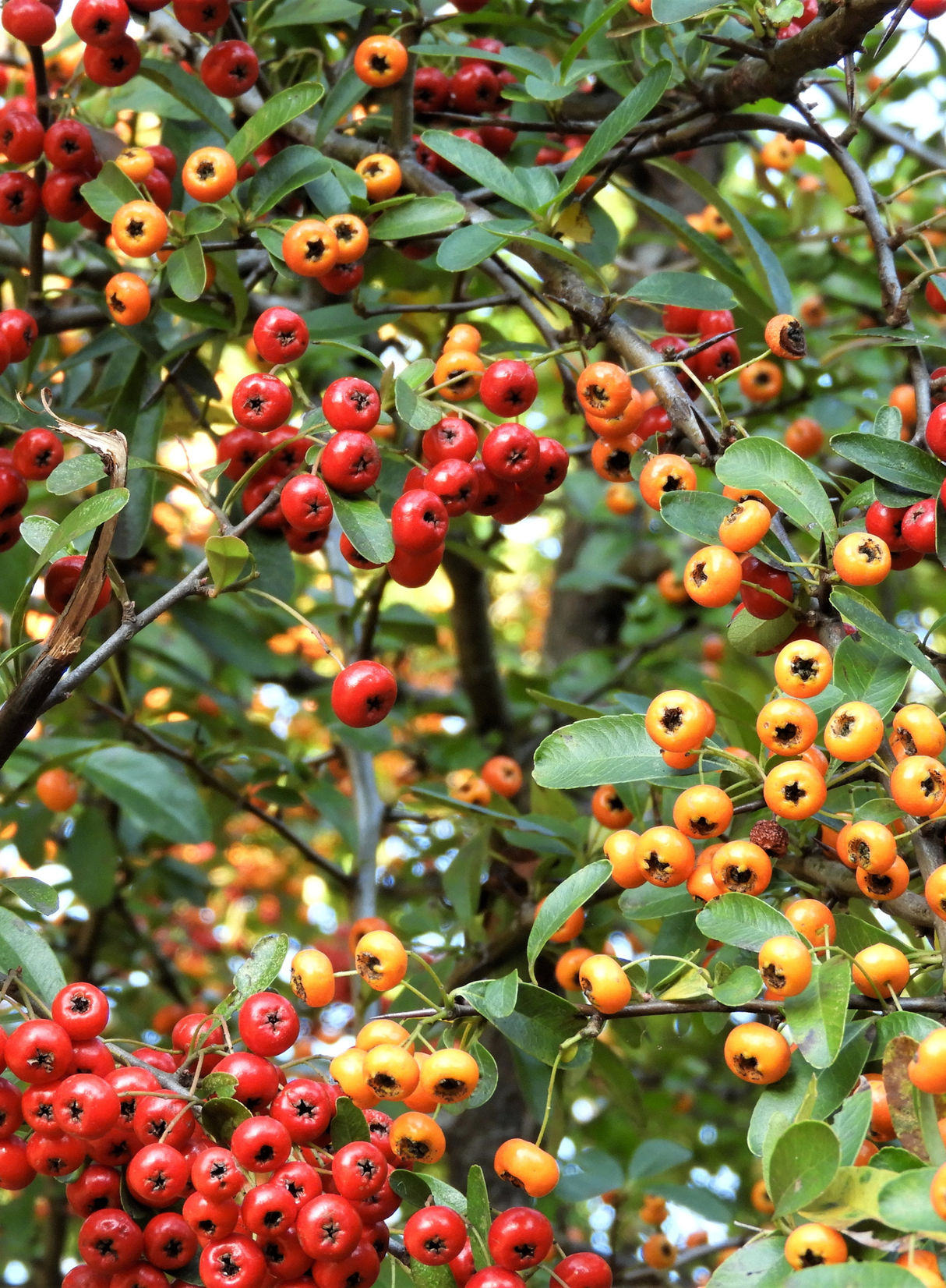 Pyracantha