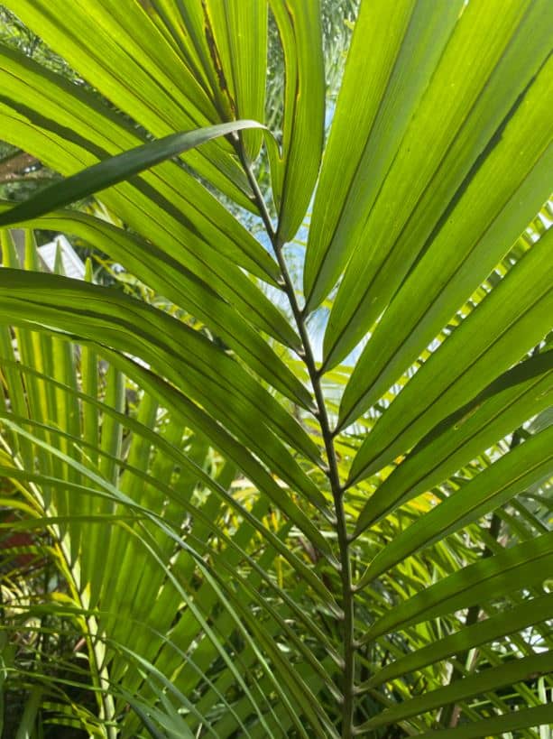 Dwarf Sugar Palm