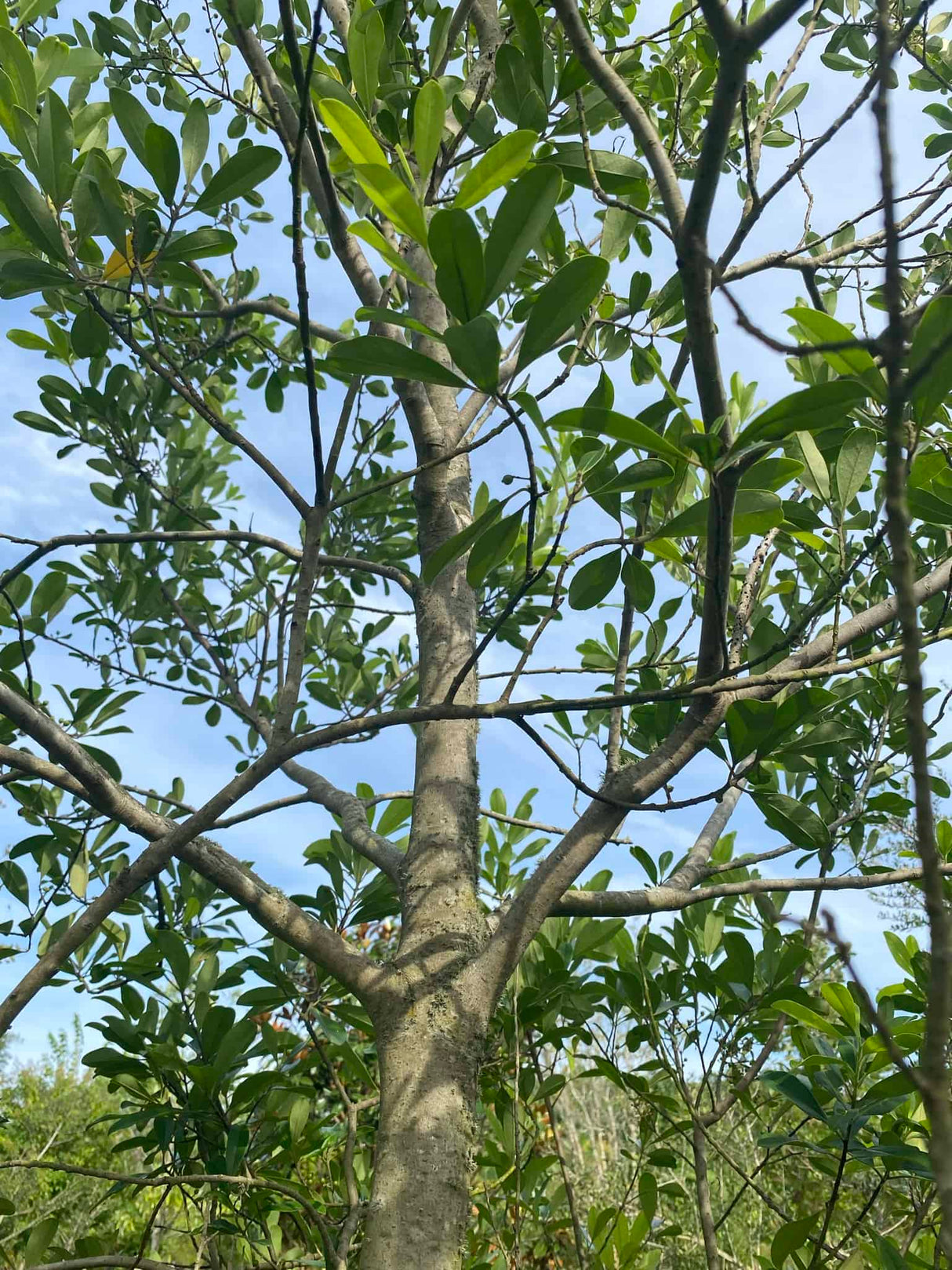 Sweetbay Magnolia