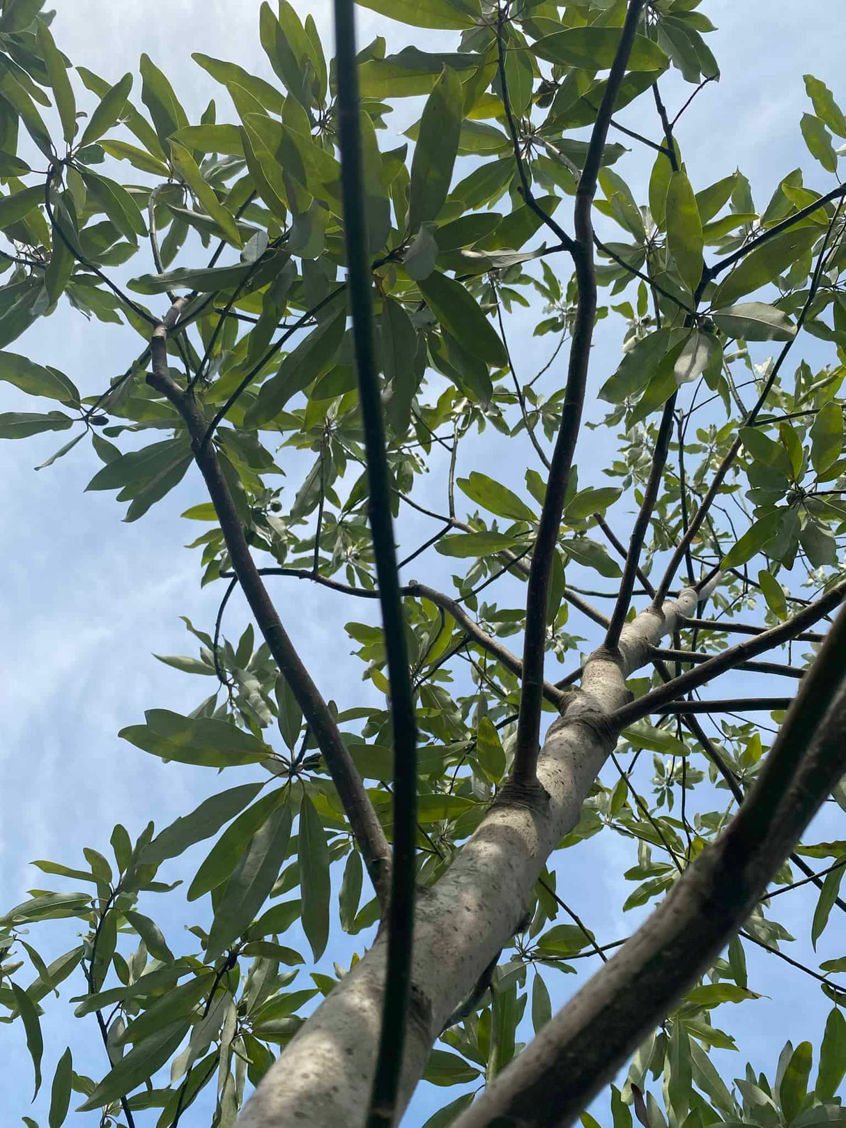 Sweetbay Magnolia