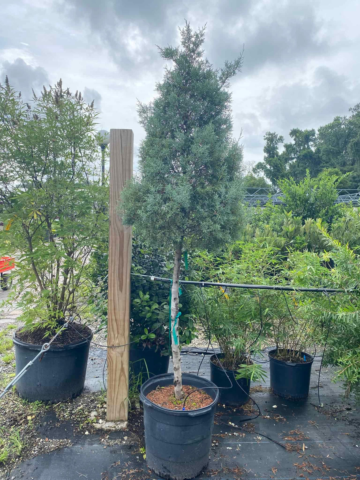 Topiary tree for sale