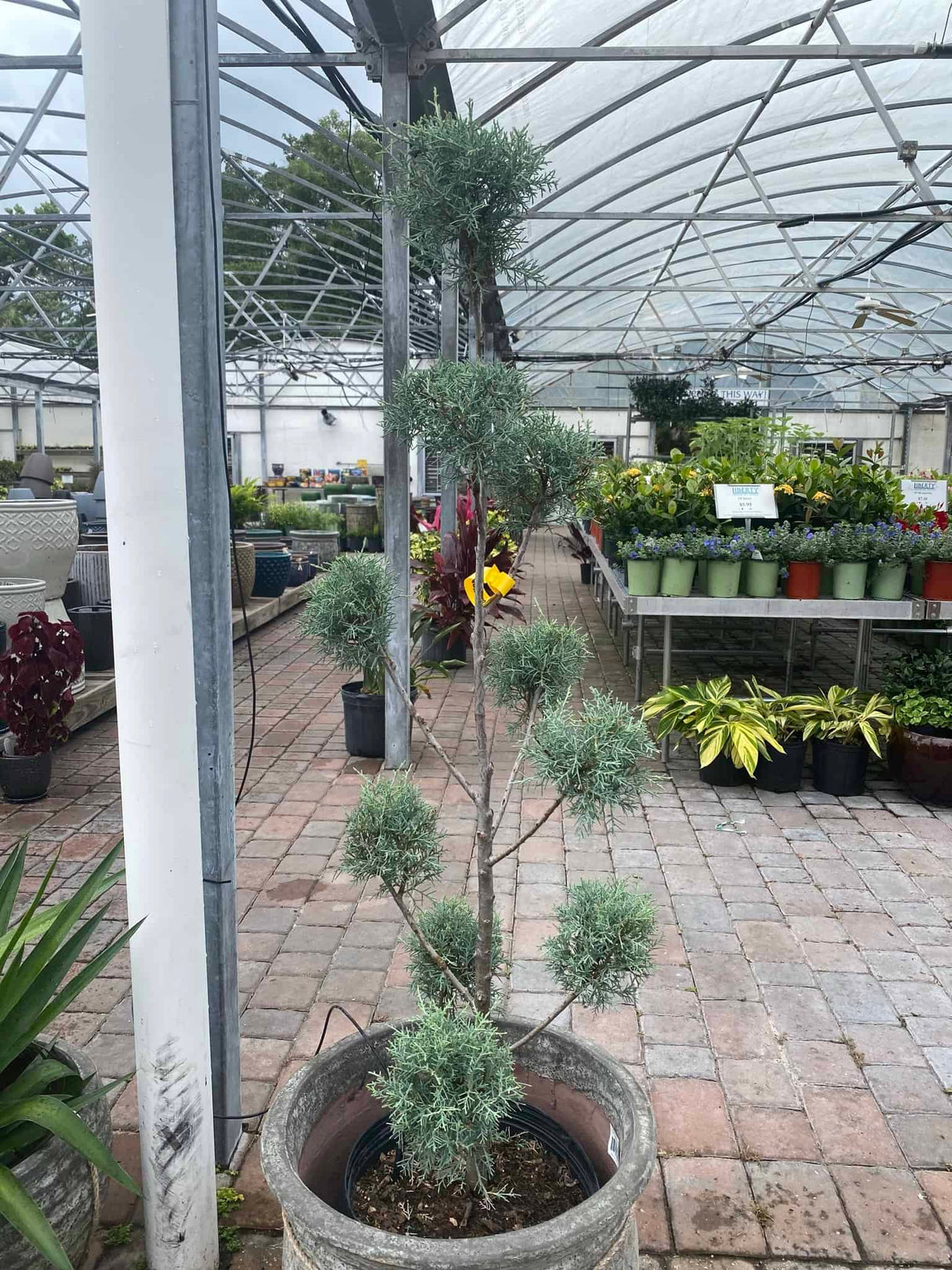 Topiary plant juniper