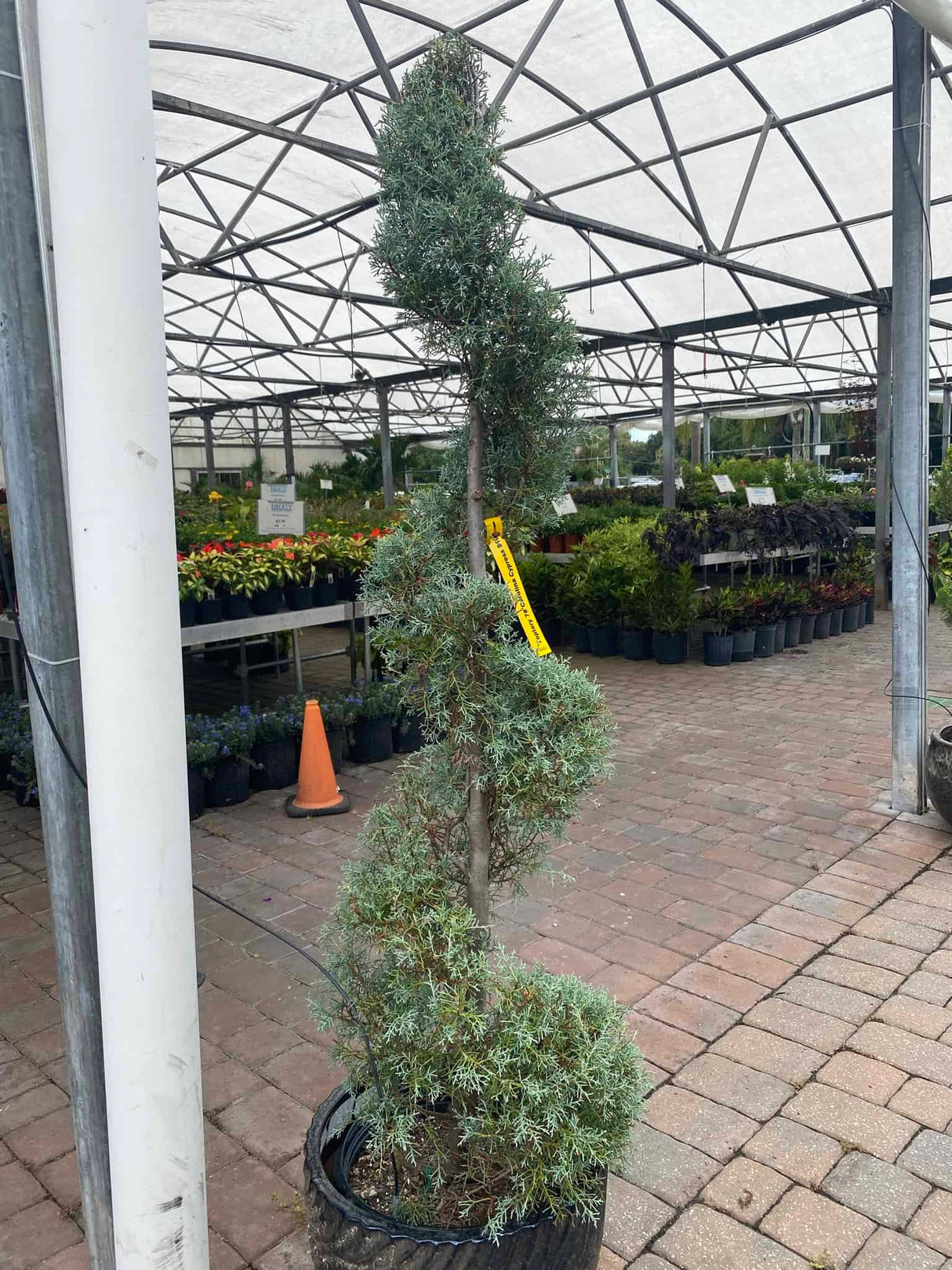 Topiary shaped in a spiral in a greenhouse nursery