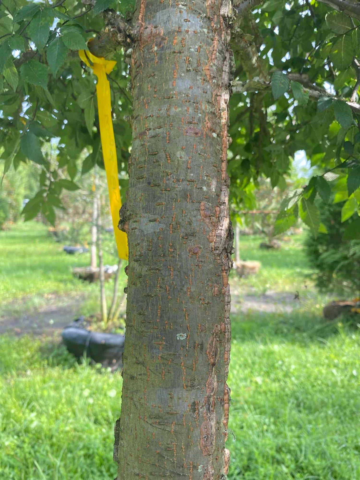 Winged Elm