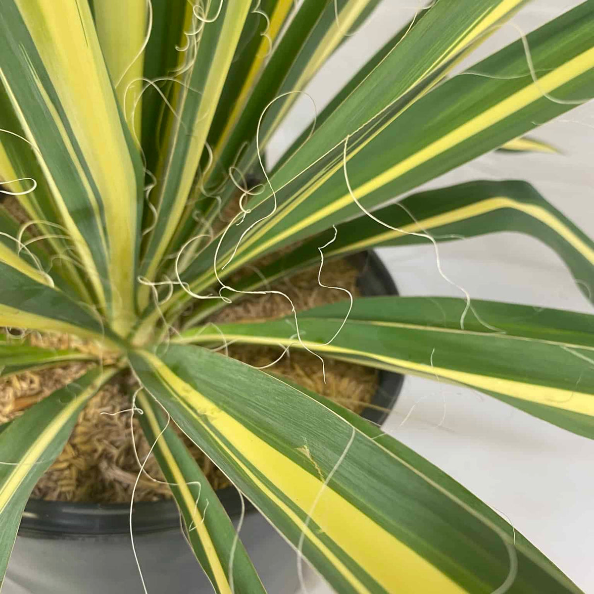 yucca cane temperature tolerance Yucca – Liberty Landscape Supply
