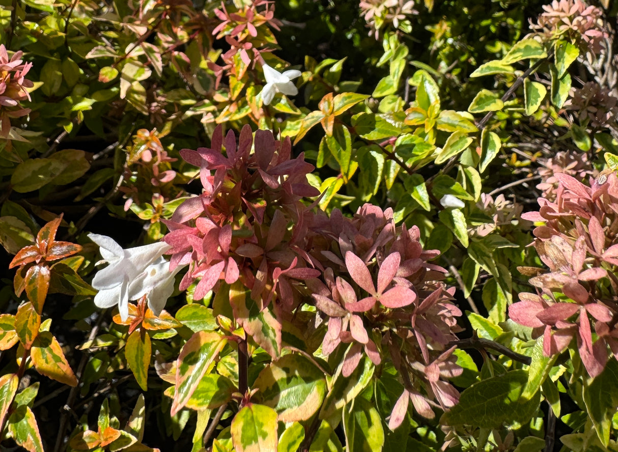 pink leaves and flowers on abelia bush