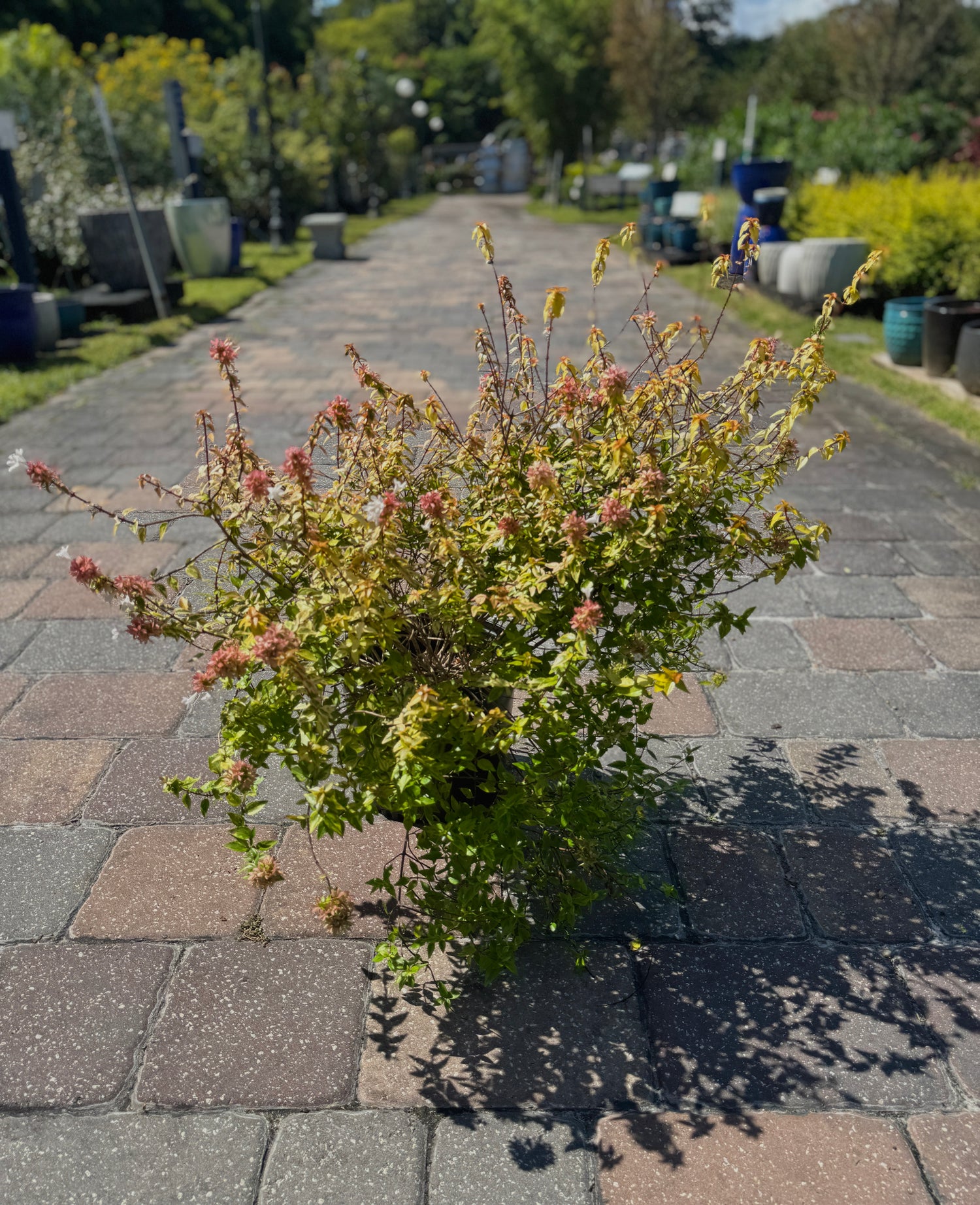 colorful abelia bush at garden center