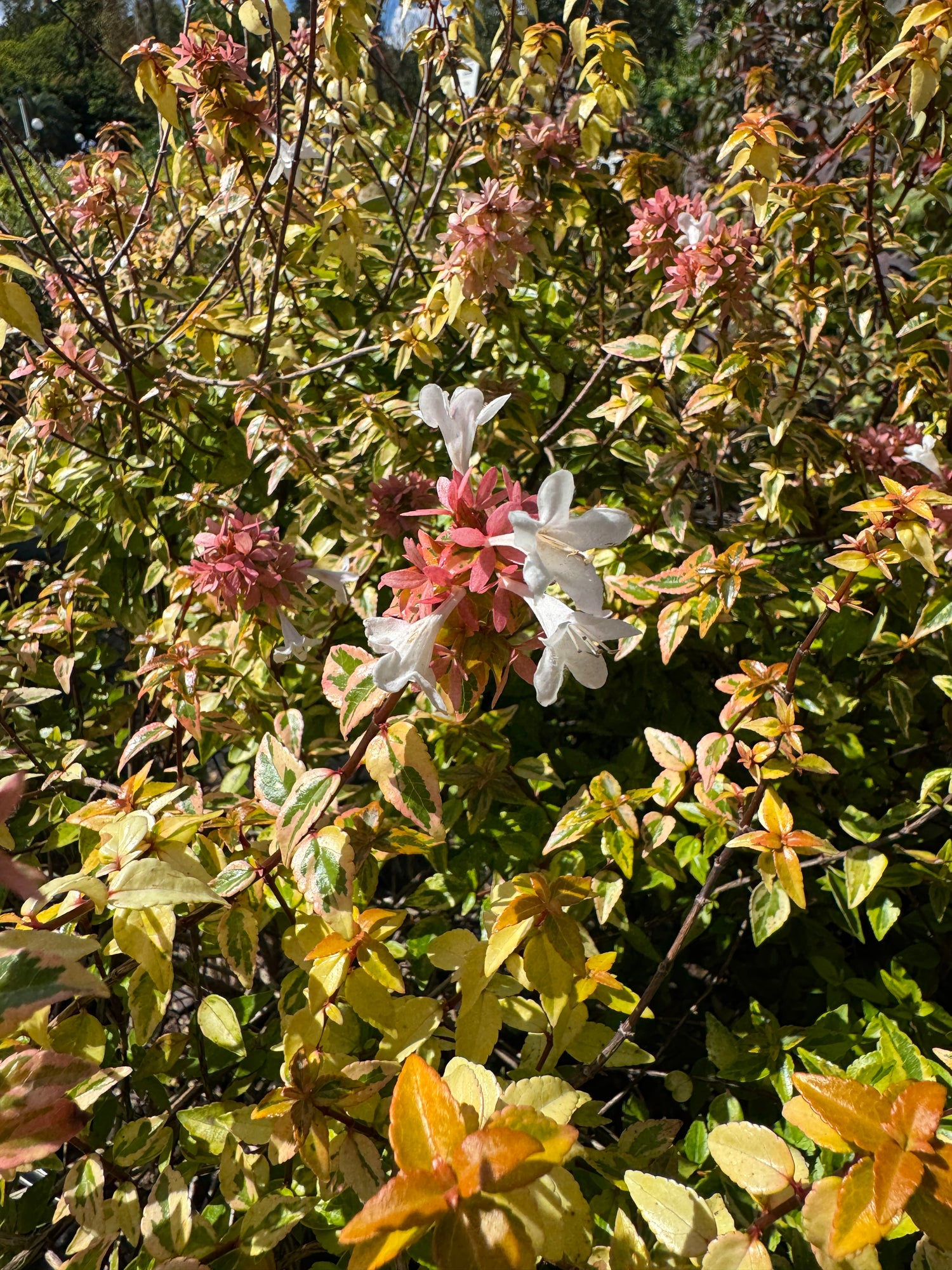 Floral and leafy plant with pink and white flowers amidst green leaves